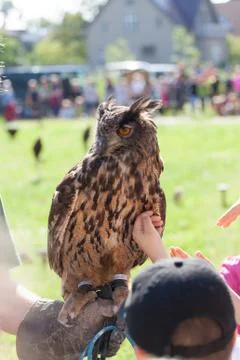 Eurasian eagle-owl Stock Photos
