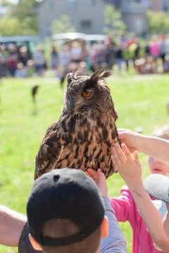 Eurasian eagle-owl Stock Photos