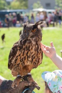 Eurasian eagle-owl Stock Photos