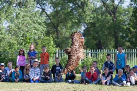 Eurasian eagle-owl Stock Photos