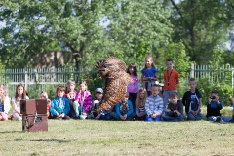 Eurasian eagle-owl Stock Photos