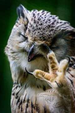 Eurasian Eagle Owl Stock Photos