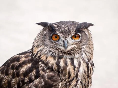 Eurasian Eagle Owl Stock Photos