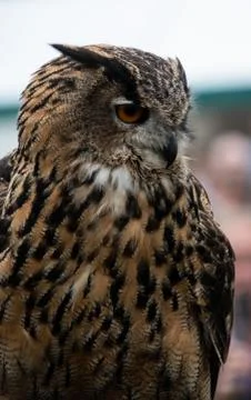 Eurasian Eagle Owl Stock Photos