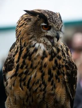 Eurasian Eagle Owl Stock Photos