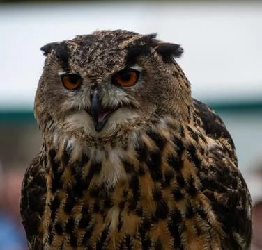 Eurasian Eagle Owl Stock Photos