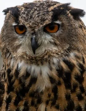 Eurasian Eagle Owl Stock Photos