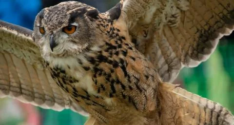 Eurasian Eagle Owl Stock Photos