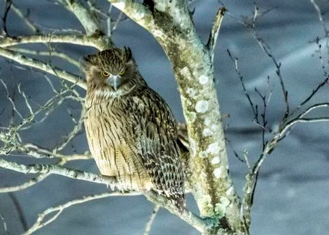 Eurasian Eagle Owl Stock Photos