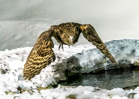 Eurasian Eagle Owl Stock Photos