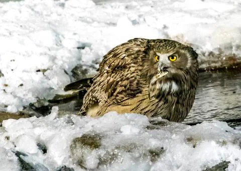 Eurasian Eagle Owl Stock Photos