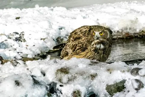 Eurasian Eagle Owl Stock Photos