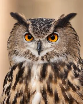 Eurasian Eagle Owl Stock Photos