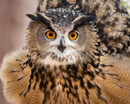 Eurasian Eagle Owl Stock Photos