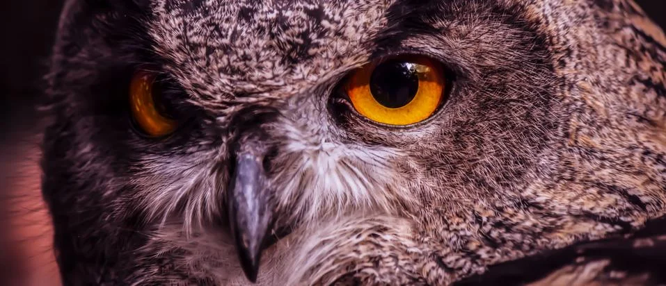 Eurasian Eagle Owl 写真素材