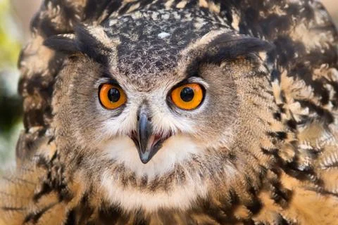 Eurasian Eagle Owl Stock Photos