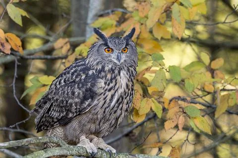 Eurasian Eagle Owl Stock Photos