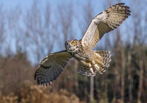 Eurasian Eagle Owl Stock Photos