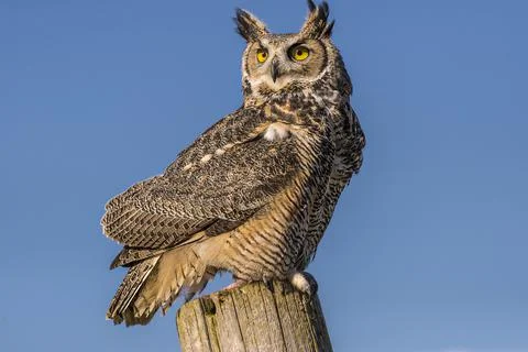 Eurasian Eagle Owl Stock Photos