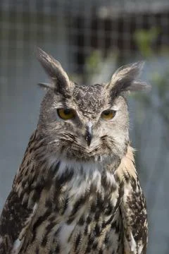 Eurasian Eagle Owl Fotos Stock