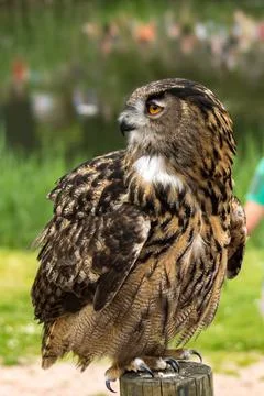Eurasian eagle-owl Stock Photos