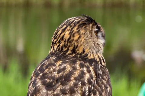 Eurasian eagle-owl Stock Photos