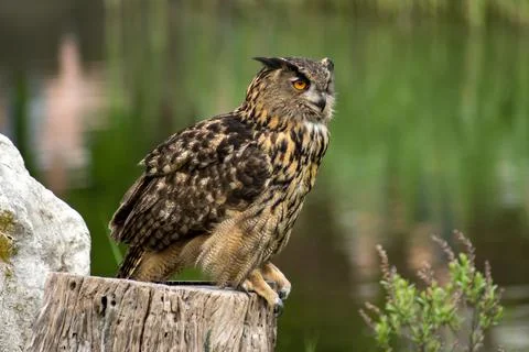 Eurasian eagle-owl Stock Photos