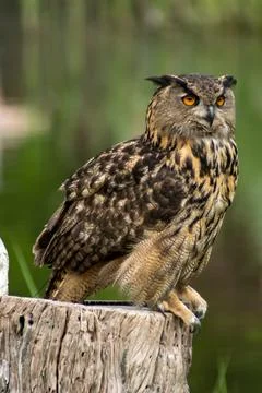 Eurasian eagle-owl Stock Photos