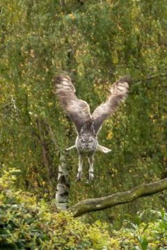 Eurasian eagle-owl Stock Photos