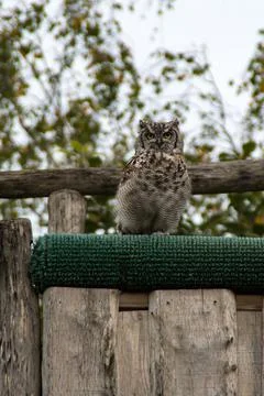 Eurasian eagle-owl Stock Photos