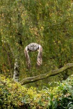 Eurasian eagle-owl Stock Photos