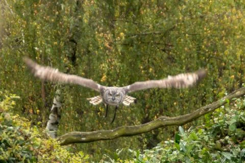 Eurasian eagle-owl Foto stock