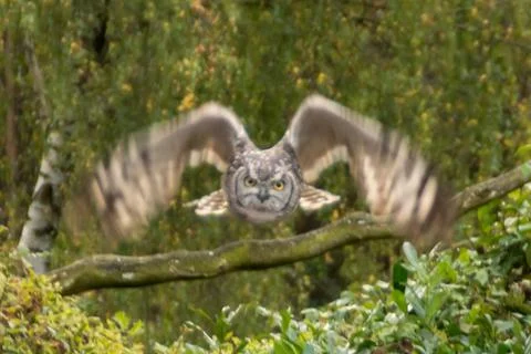 Eurasian eagle-owl Stock Photos