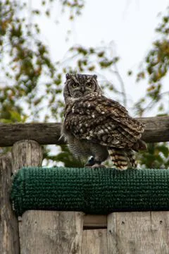 Eurasian eagle-owl Stock Photos