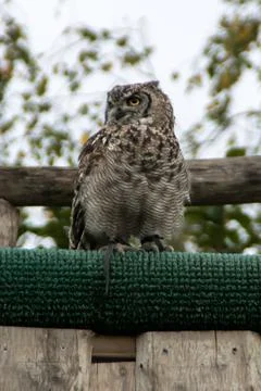 Eurasian eagle-owl Stock-Fotos