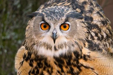 Eurasian Eagle Owl Foto stock
