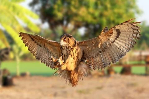 Eurasian eagle-owl Stock Photos