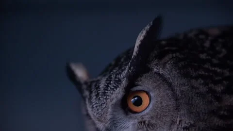 Eurasian Eagle Owl pouncing on prey at n... | Stock Video | Pond5