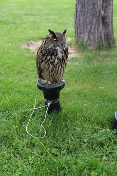 Eurasian eagle owl raptor perched looking to the side vertical photo Stock Photos