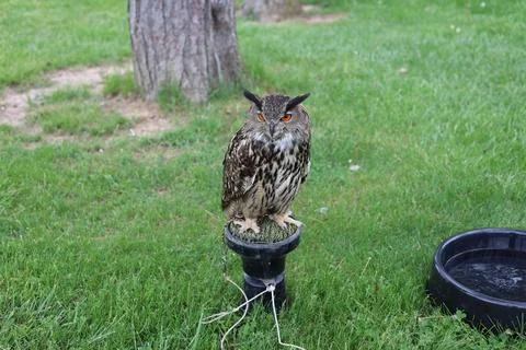 Eurasian eagle owl raptor perched at falconry demonstration showing orange eyes Stock Photos
