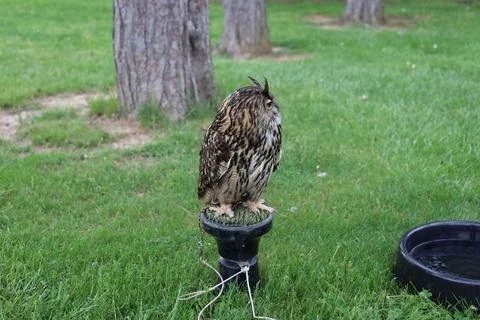 Eurasian eagle owl raptor perched at falconry demonstration looking to the side Stock Photos