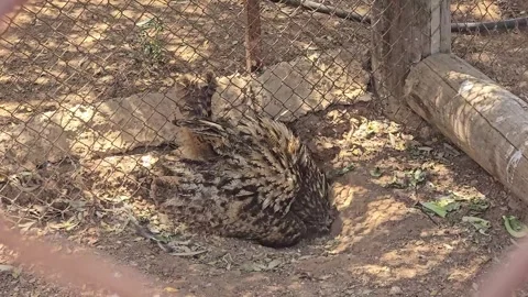 Eurasian Eagle-Owl Resting in Zoo Enclosure Stock Footage 318510677
