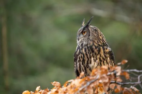 Eurasian eagle-owl on the right side, looking left with copy space for text Stock Photos