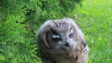 Eurasian Eagle owl shaking head Video stock 81820154