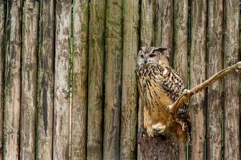 Eurasian eagle-owl from side Stock Photos