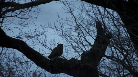Eurasian Eagle-Owl Sits On A Branch In Silhouette Stock Footage 236141834