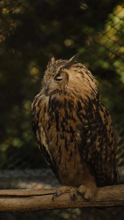 A Eurasian eagle owl sits quietly on a wooden branch inside a zoo enclosure Stock Footage 325740248