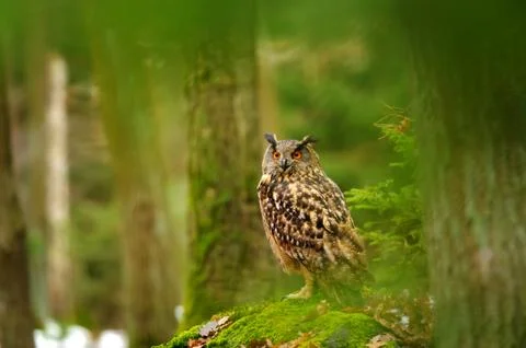 Eurasian eagle-owl sitting down in the forrest Stock Photos