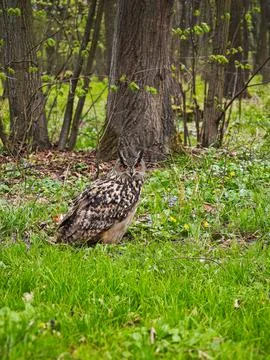Eurasian eagle-owl sitting on the forest floor surrounded by green grass Stock Photos
