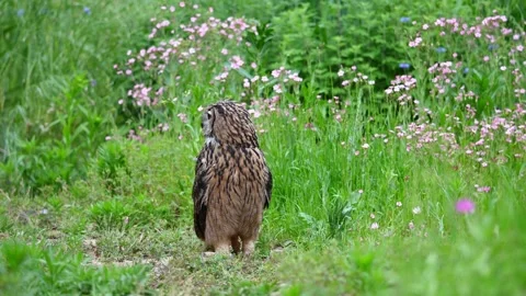 Eurasian Eagle Owl Sitting in Green Grass Meadow with Pink Wildflowers Stock Footage 330939374